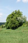 Lípa v květnu 2009